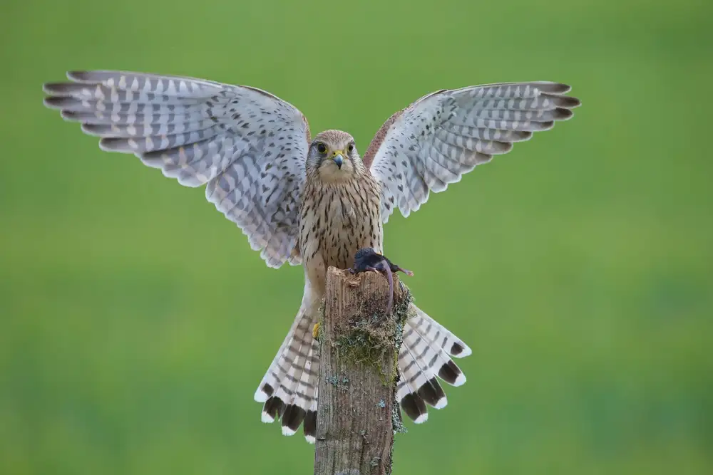 Cooper, Ray: European Kestrel