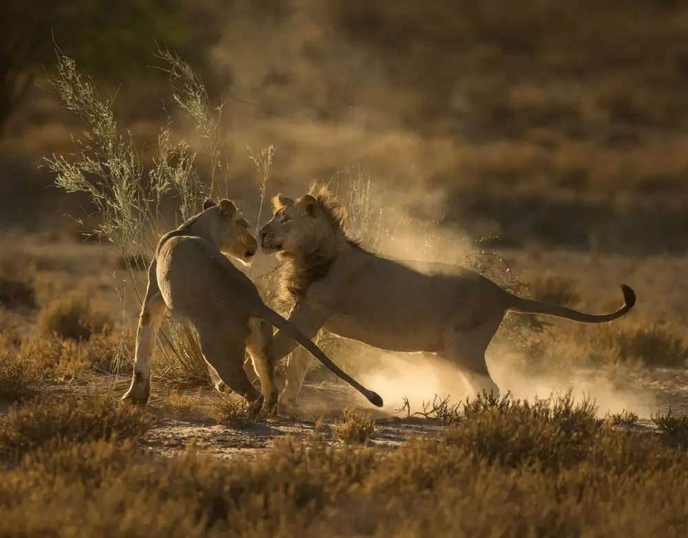 Marx, Jaco: Délice du Lion