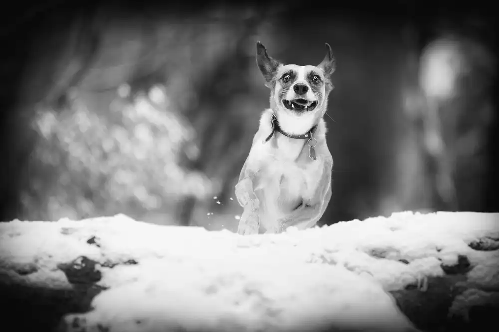 Gerec, Pali: ...insanely happy...