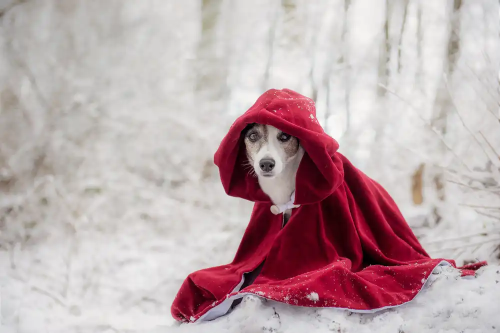 Willers, Heike: Little Red Riding Hood in Winter