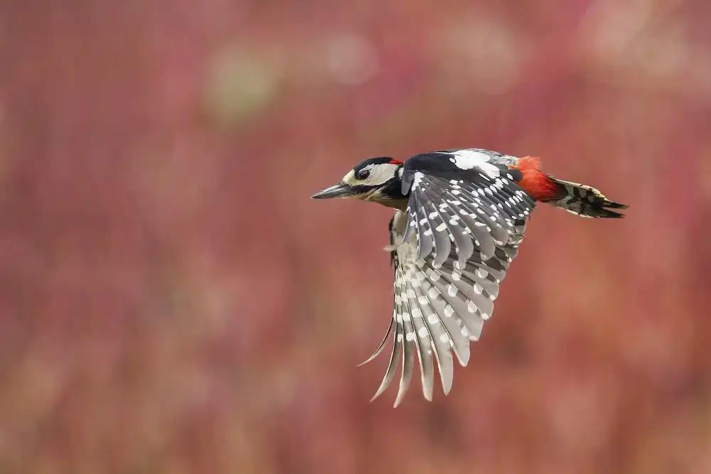 Redaelli, Marco: Red Fly