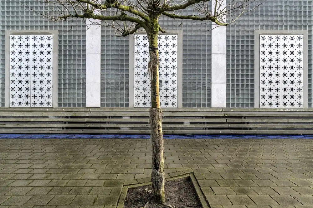 Stoop, Susanne: Little tree scape