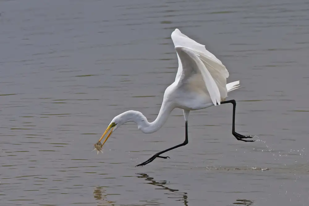 Cooper, Ray: Great Egret