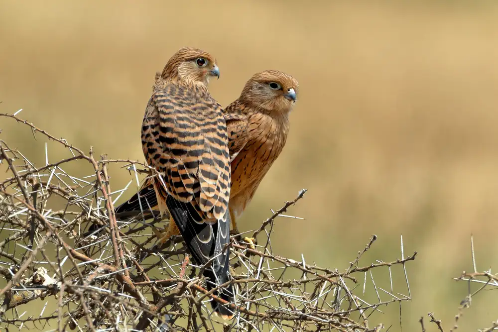 Merino, Nicolás: Kestrels couple