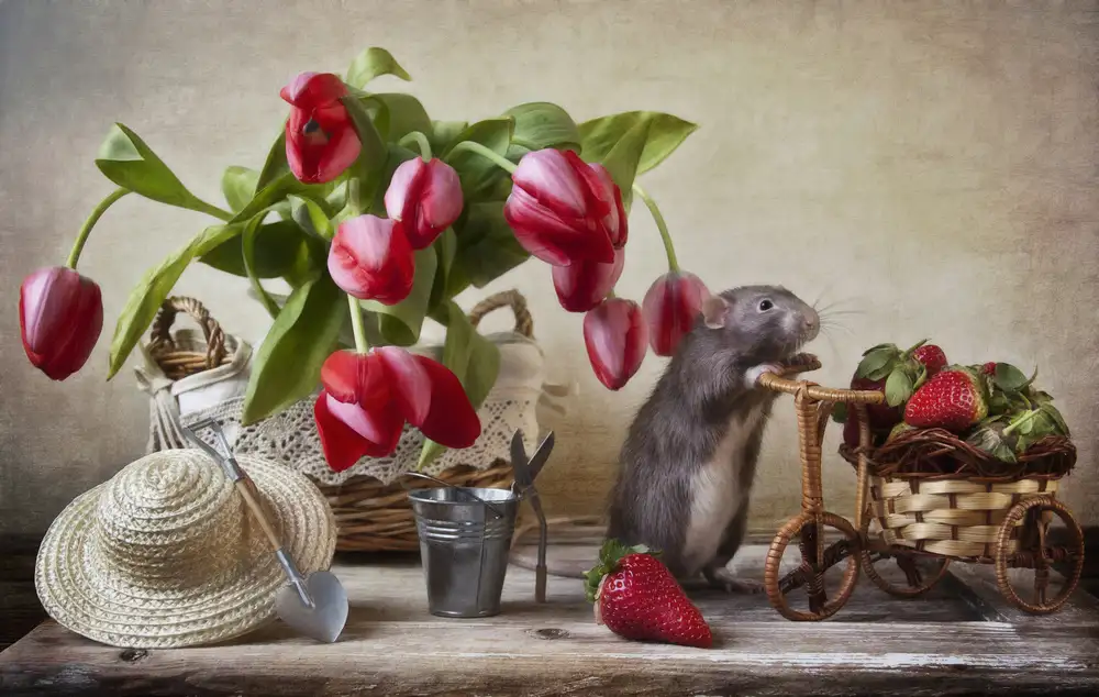 Grigorjeva, Eleonora: The Farmer