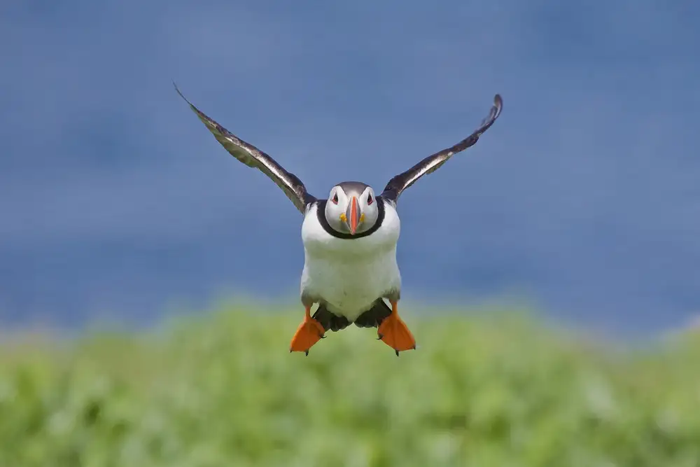 Cooper, Ray: Incoming Puffin