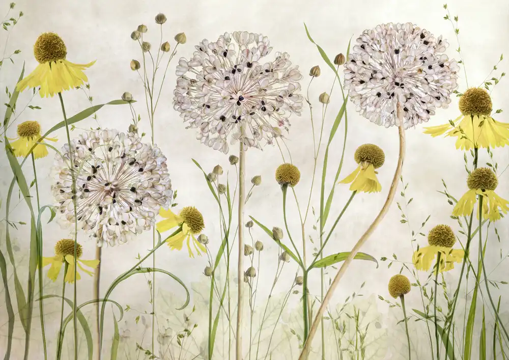 Disher, Mandy: Alliums and heleniums
