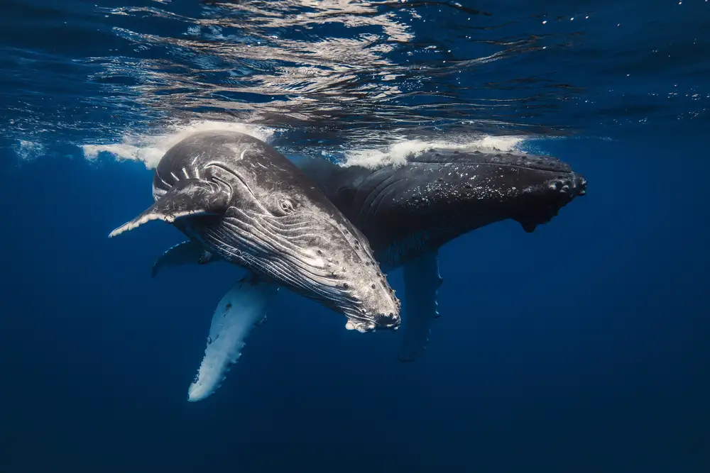Gabriel, Barathieu: Humpback Whale family!