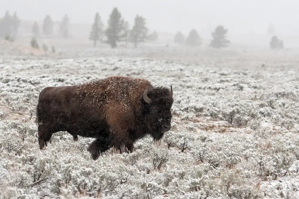 Forns, Alfred: Late Fall Yellowstone