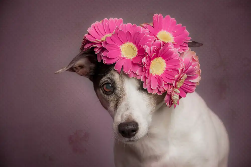 Willers, Heike: Mrs. Spring