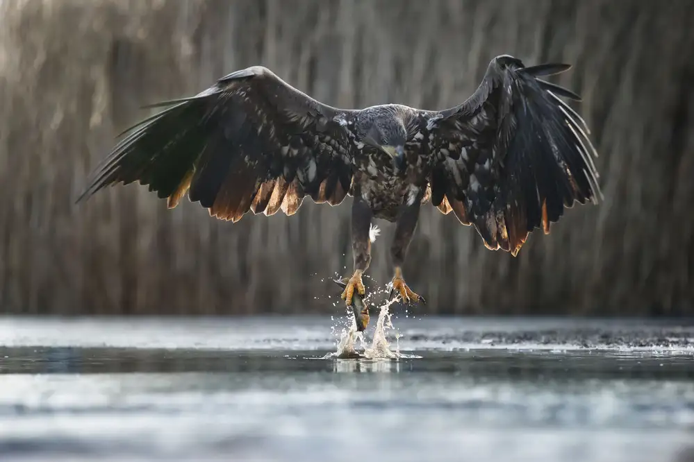 Chang, Phillip: Small Catch