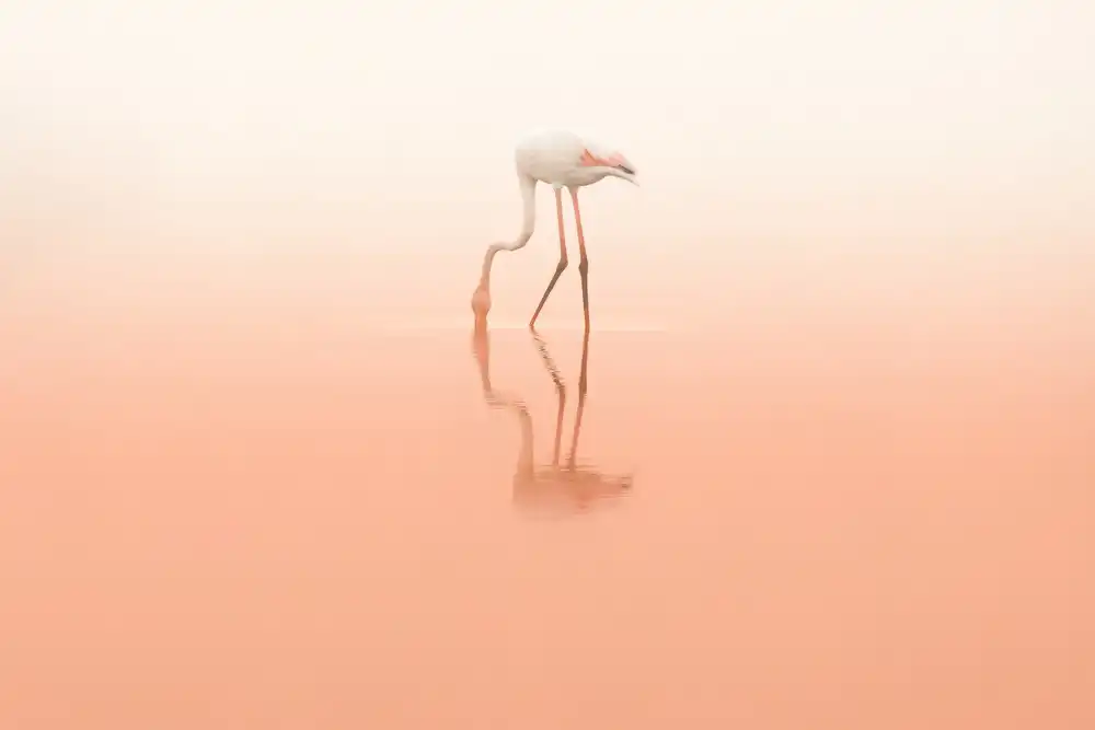 Rublina, Natalia: Pink calmness...