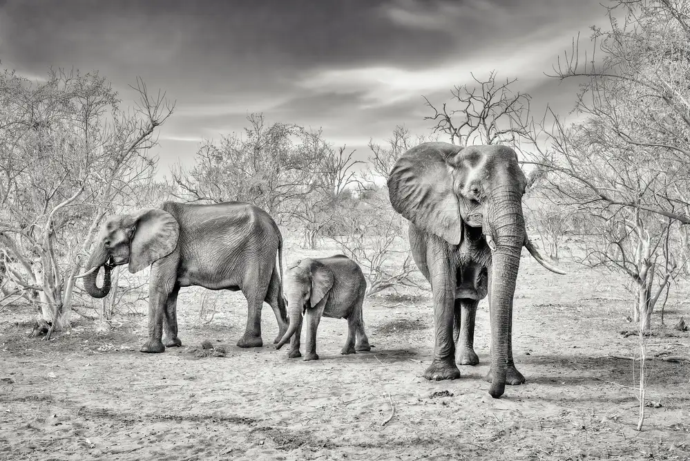 Flour, Piet: dry season (bw)