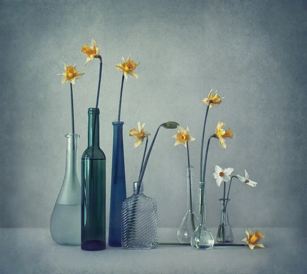 Dim, - Dimitar: Daffodils