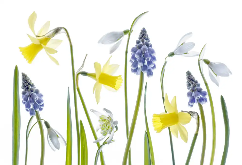 Disher, Mandy: Spring