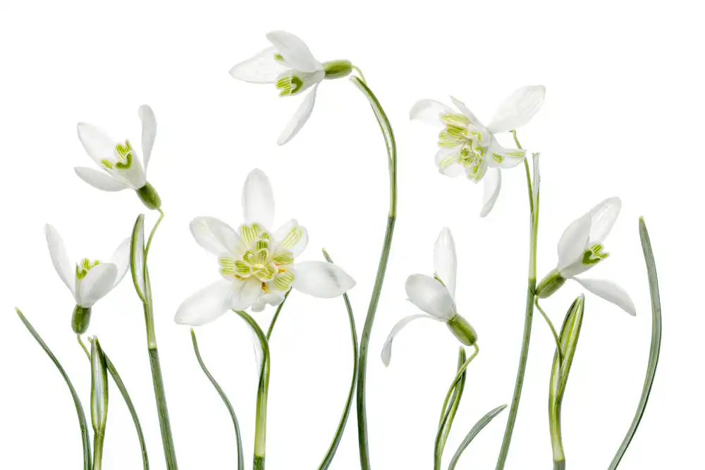 Disher, Mandy: Spring Snowdrops
