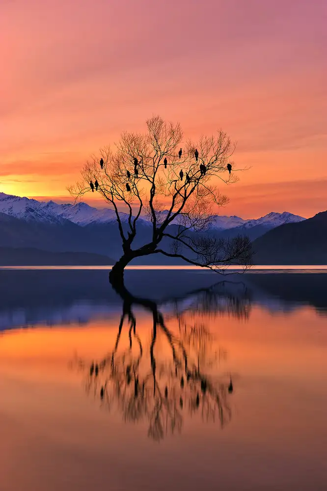 Xu, Mei: Lone Tree is not Lonely