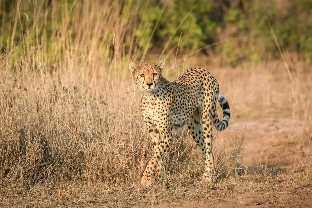 Sink, C. Jeffrey: L'elegante predatore