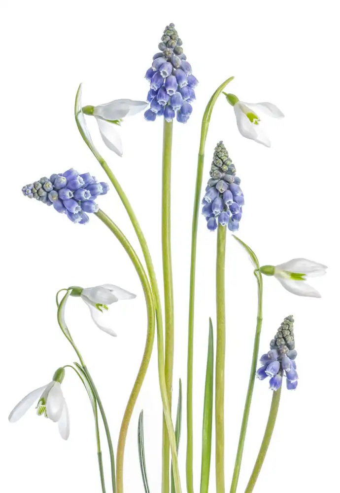 Disher, Mandy: Muscari e Galanto