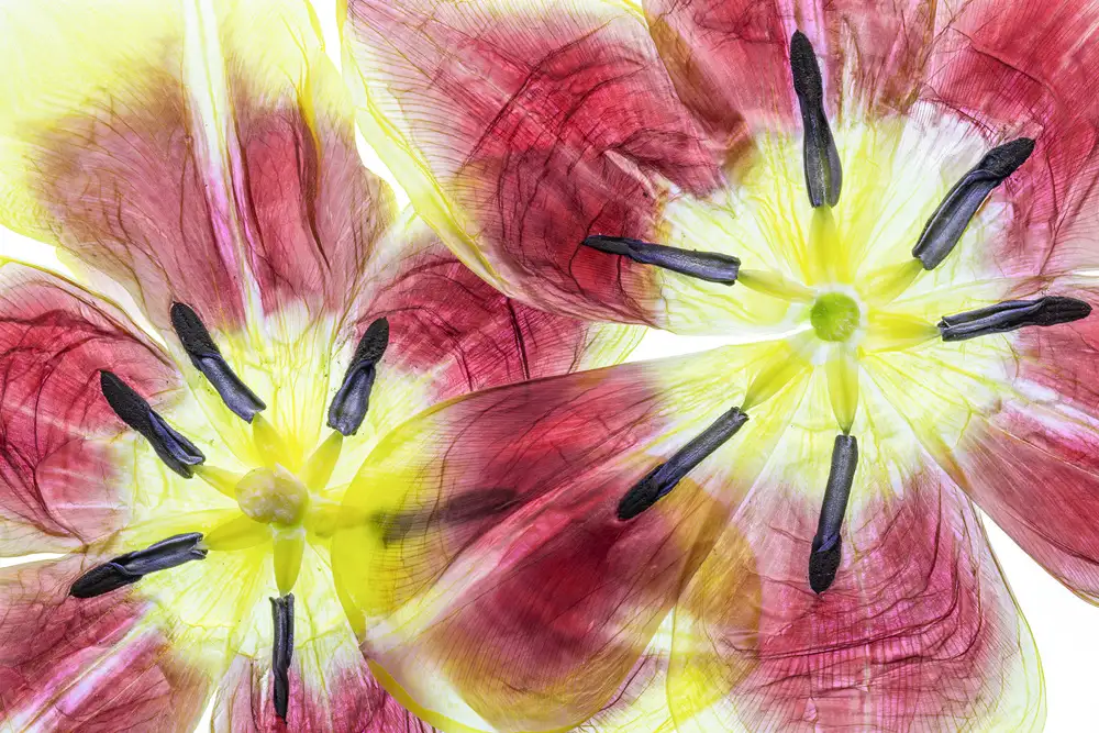 Disher, Mandy: Tulips