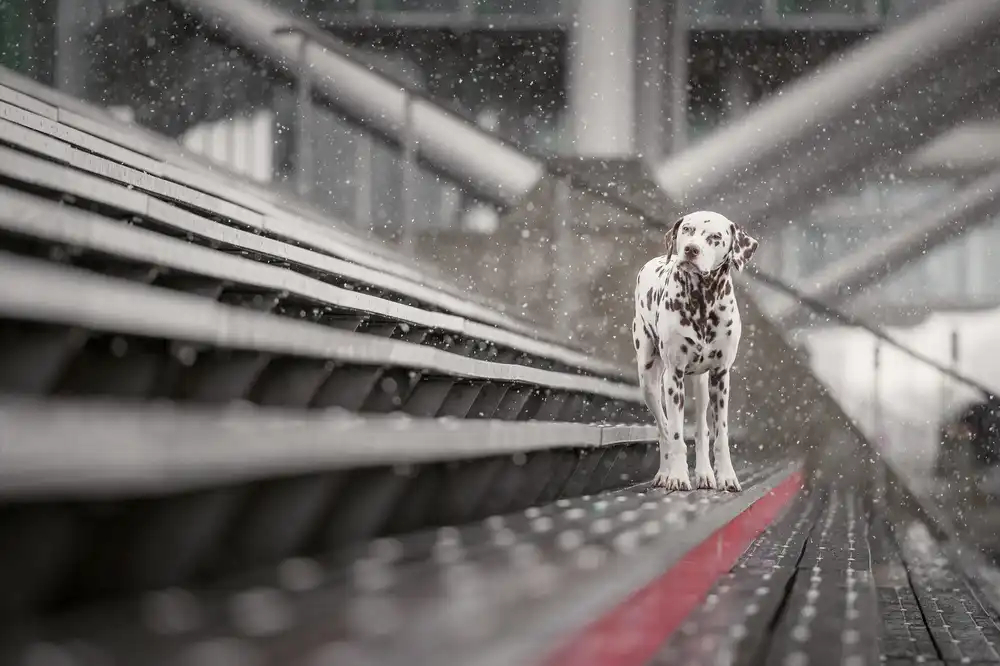 Willers, Heike: Sometimes it snows in April...