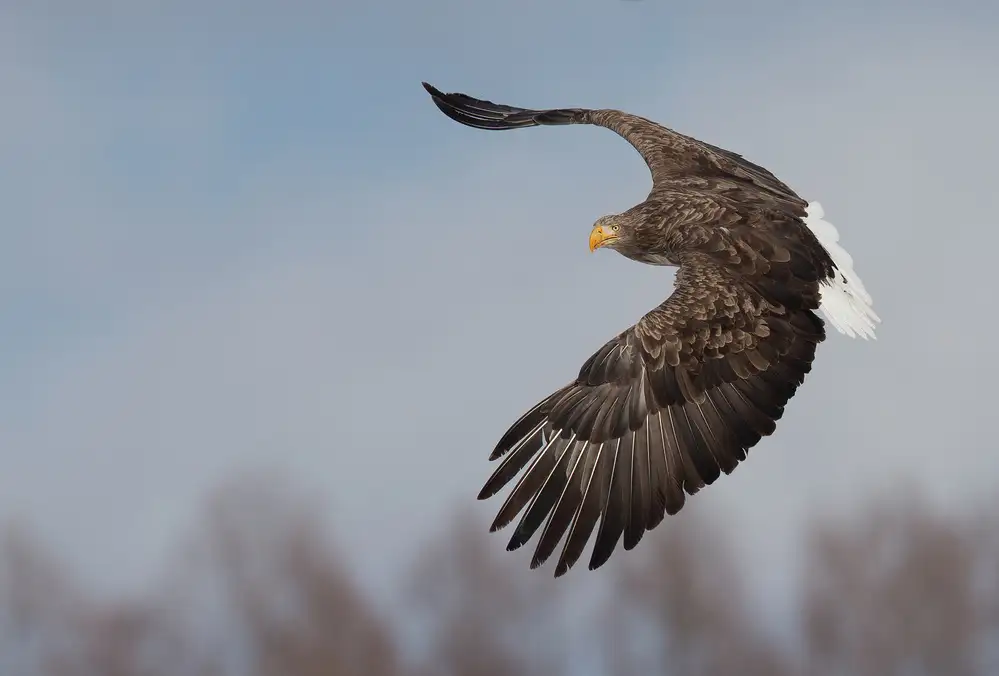 Tjandra, C.S.: Volare alto