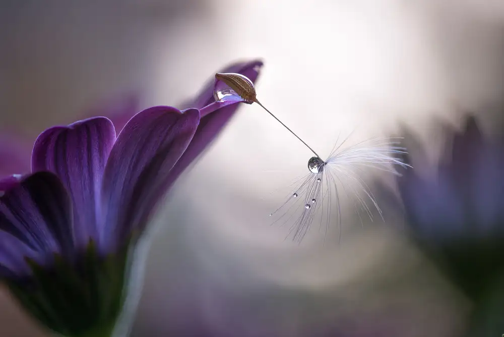 Spedicato, Silvia: Purple rain