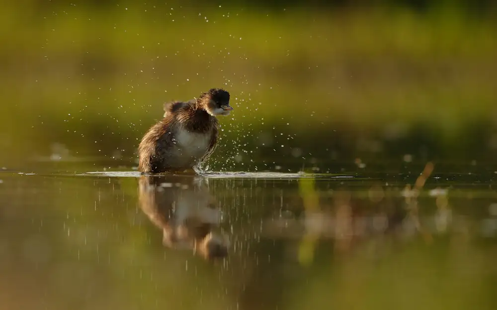 Gavra, Assaf: Little grebe