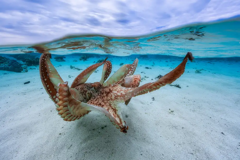 Gabriel, Barathieu: Octopus
