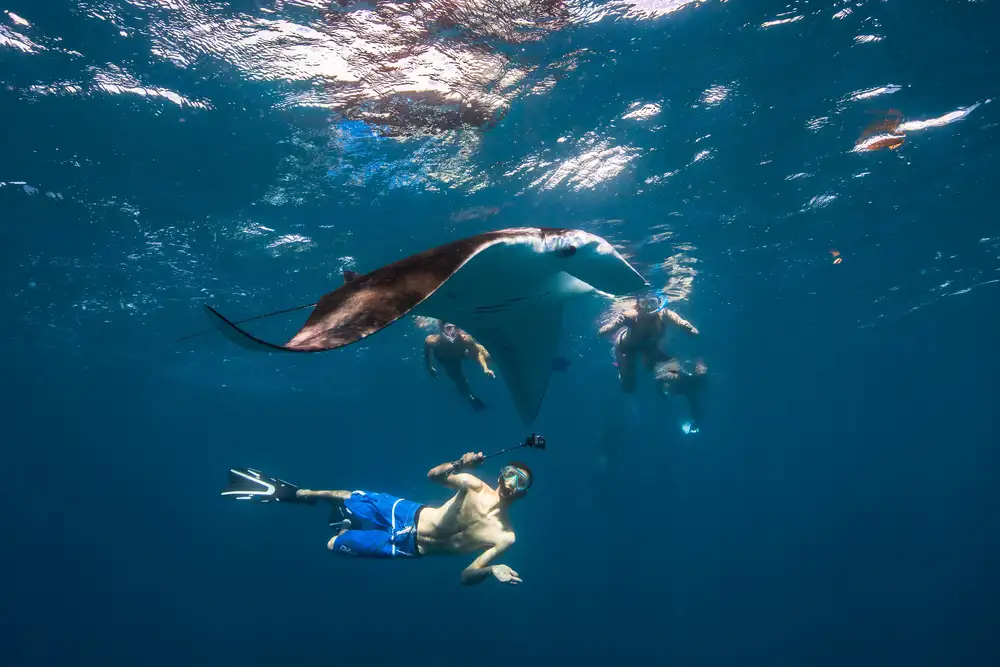 Gabriel, Barathieu: Dive with Manta Ray