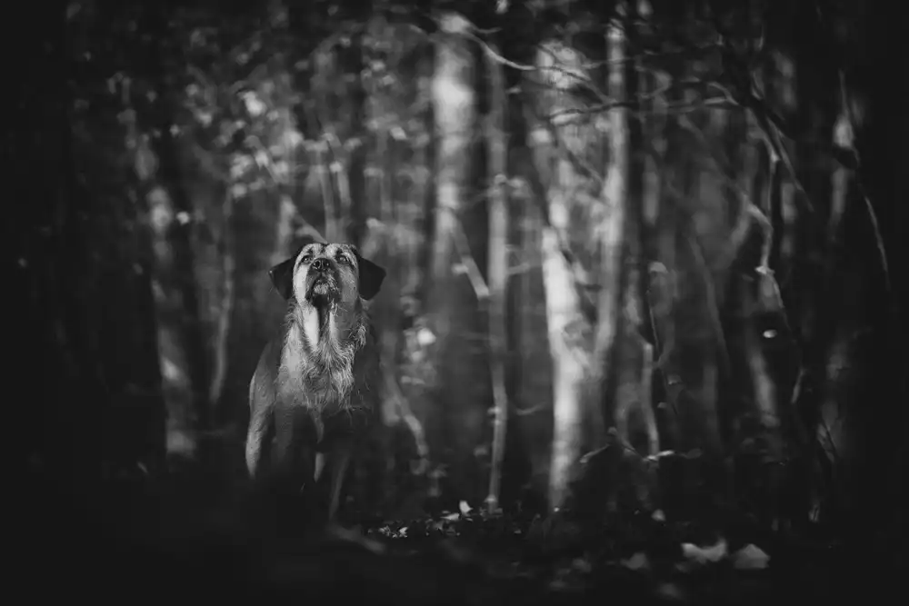Gerec, Pali: ...a quiet moment...