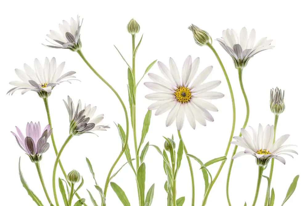 Disher, Mandy: Cape Daisies