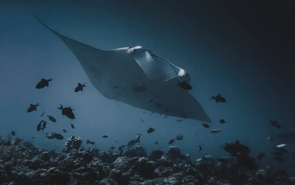 Yevtushyk, Dmitriy: Manta`s flight
