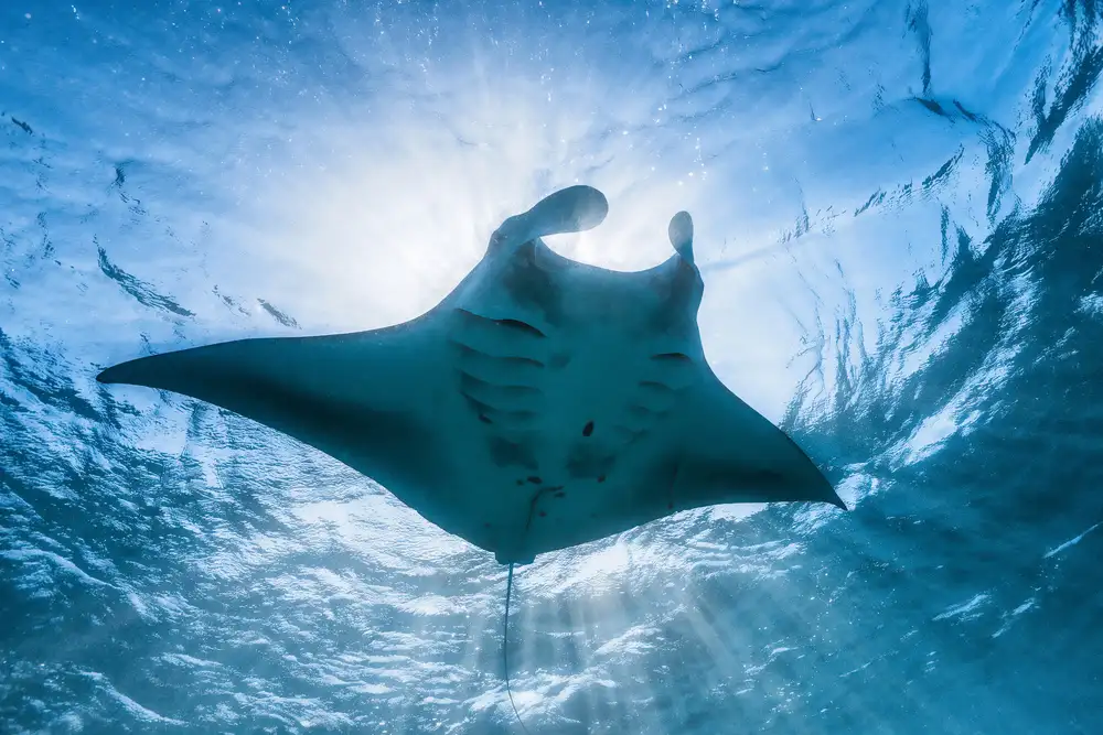 Gabriel, Barathieu: Manta ray