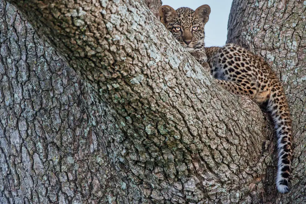 Catta, Alessandro: Mladý leopard