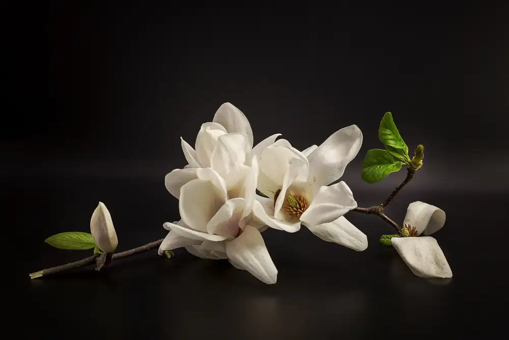 Tony08: Magnolie