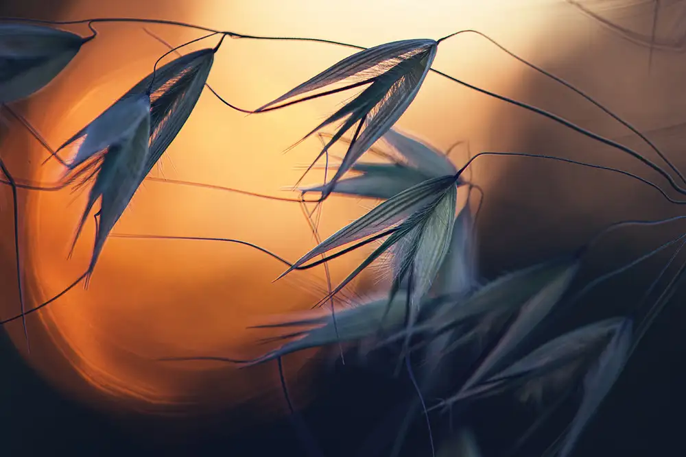 Dim, - Dimitar: Sunset