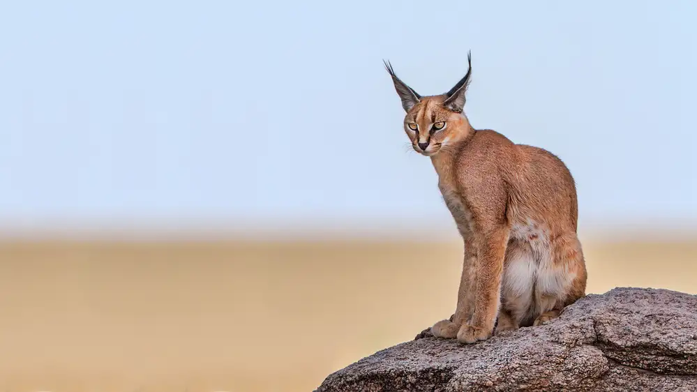 Catta, Alessandro: Caracal On Mars
