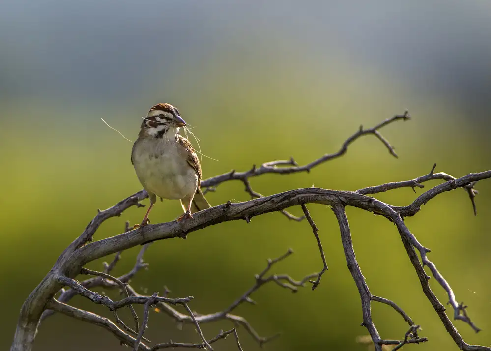Verdon: Lerche Spatz