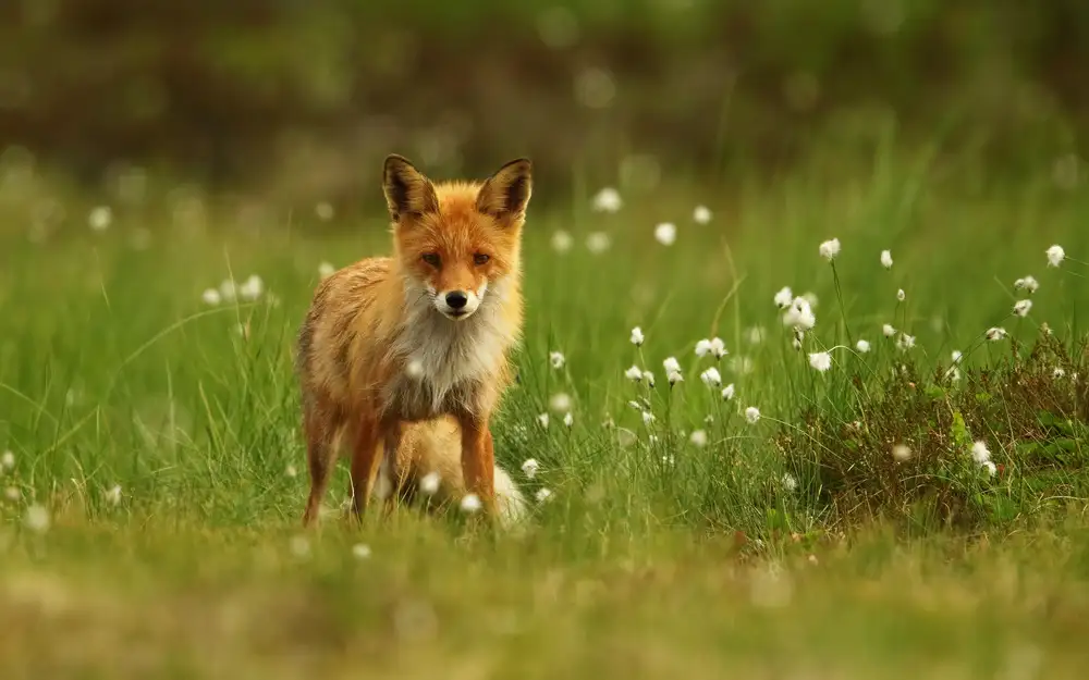 Gavra, Assaf: Red Fox