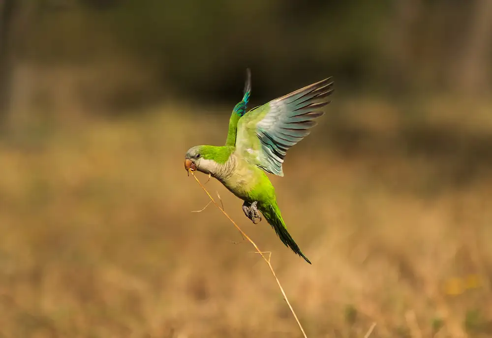 BS., Dani: Nesting Material
