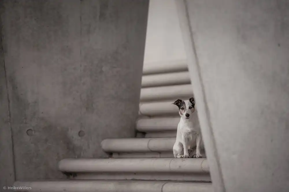 Willers, Heike: Urbanity