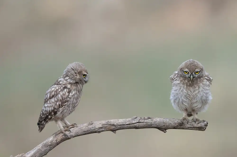 Amer, Eyal: Ma Küken