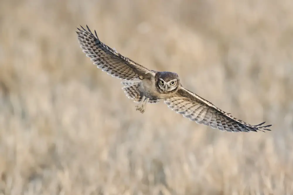 Chang, Phillip: Baby Burrowing Owl