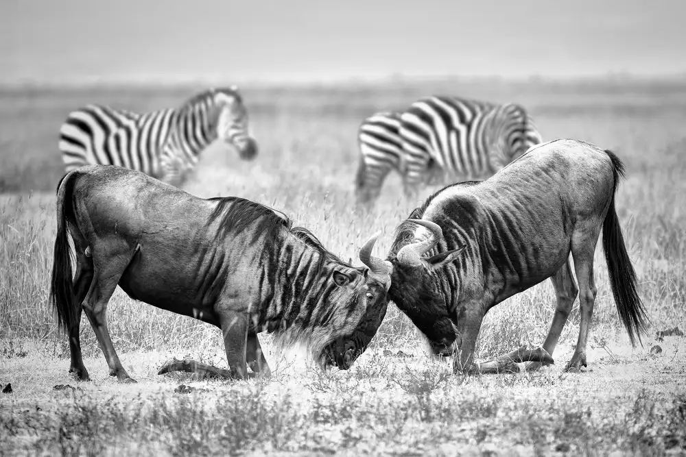 Merino, Nicolás: Fight wildebeest