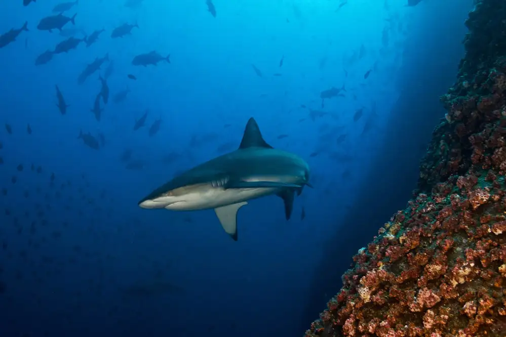 Tov, Ben Ilan: Shark Point