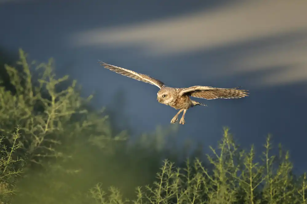 Chang, Phillip: Burrowing owl