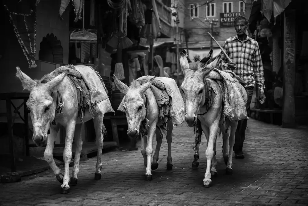 Stranak, Pavol: shepherd in the streets of pushkar