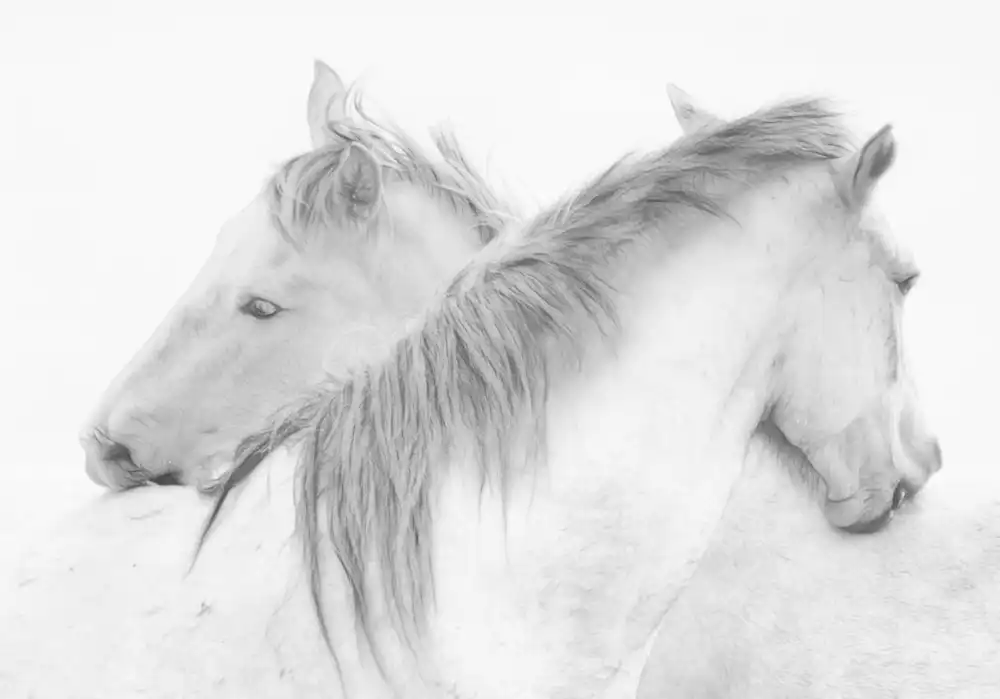 Stas, Marie-anne: Caballos