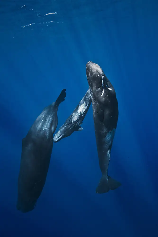 Gabriel, Barathieu: Sperm whale family